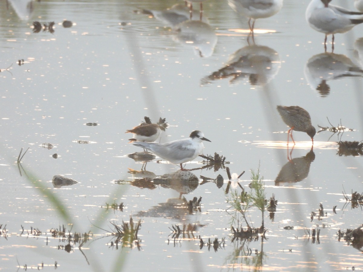 Roseate Tern - ML635611899