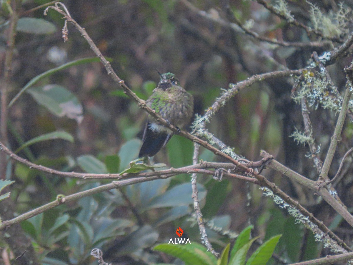 Buff-thighed Puffleg - ML635611959