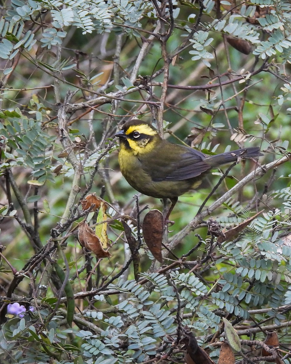 Yellow-striped Brushfinch - ML635611996