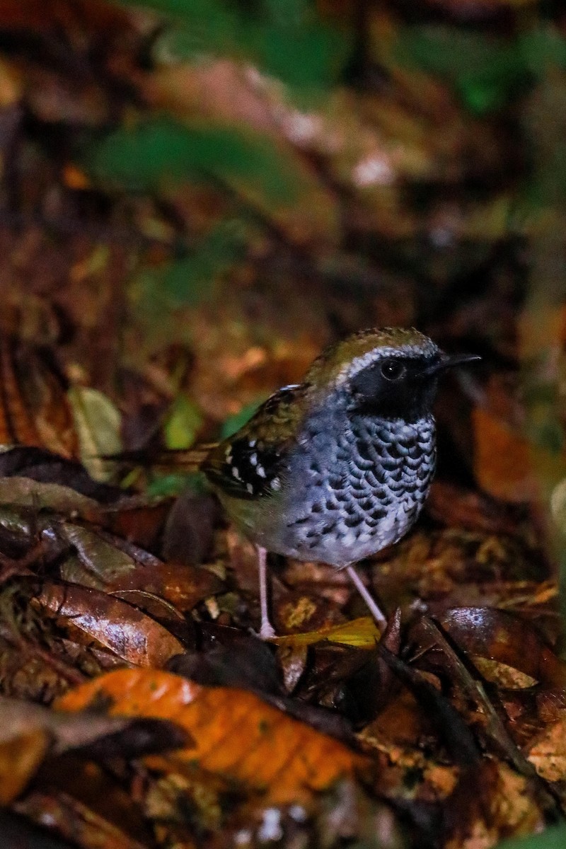 Squamate Antbird - ML635612041