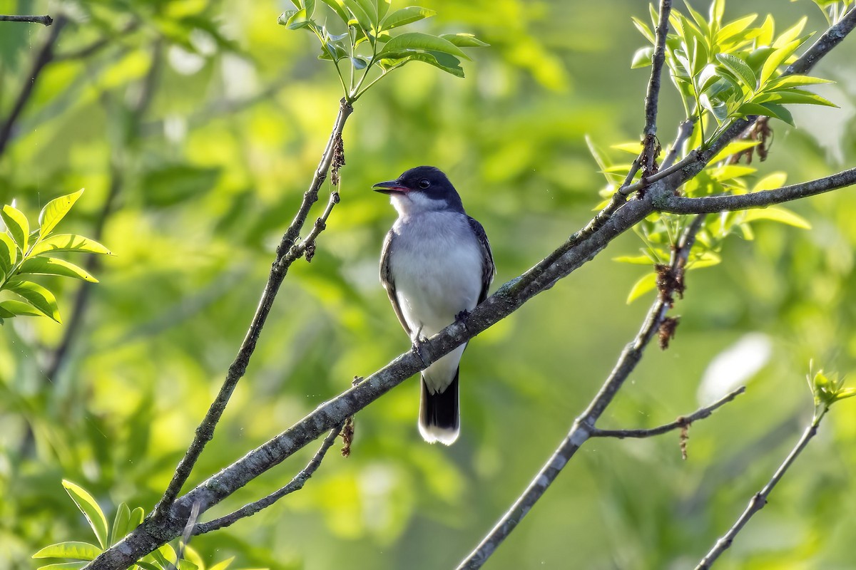 Eastern Kingbird - ML635612064