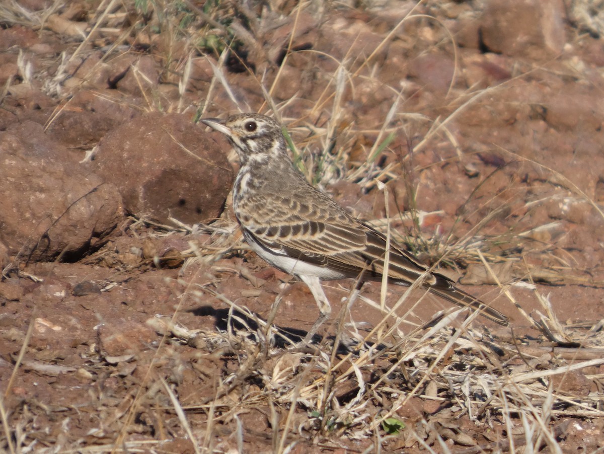 Dusky Lark - ML635612067