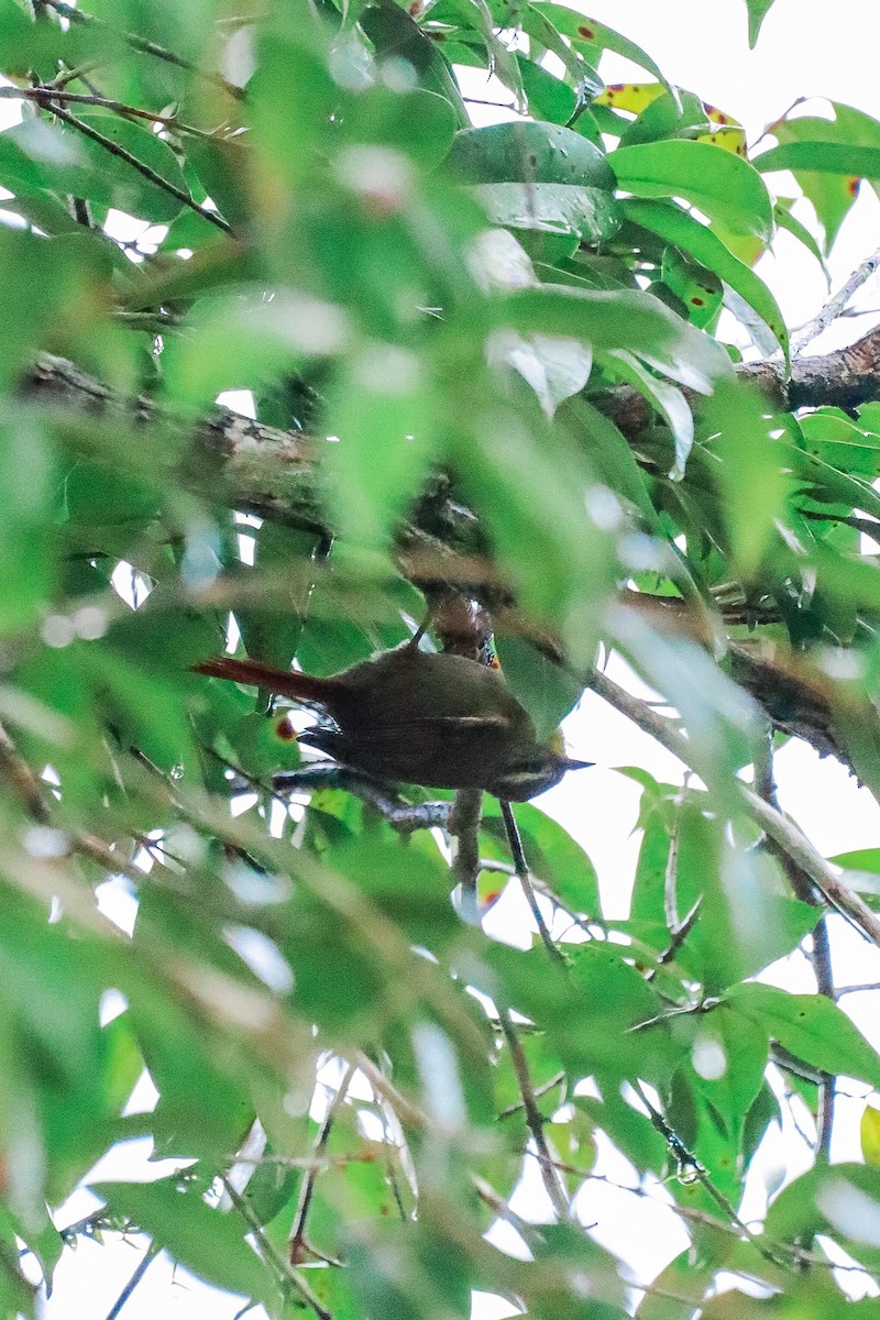 Olive Spinetail - ML635612081