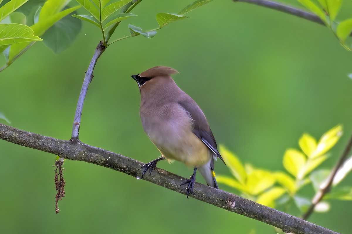 Cedar Waxwing - ML635612092