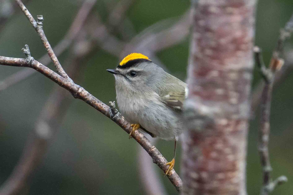 Golden-crowned Kinglet - ML635612206