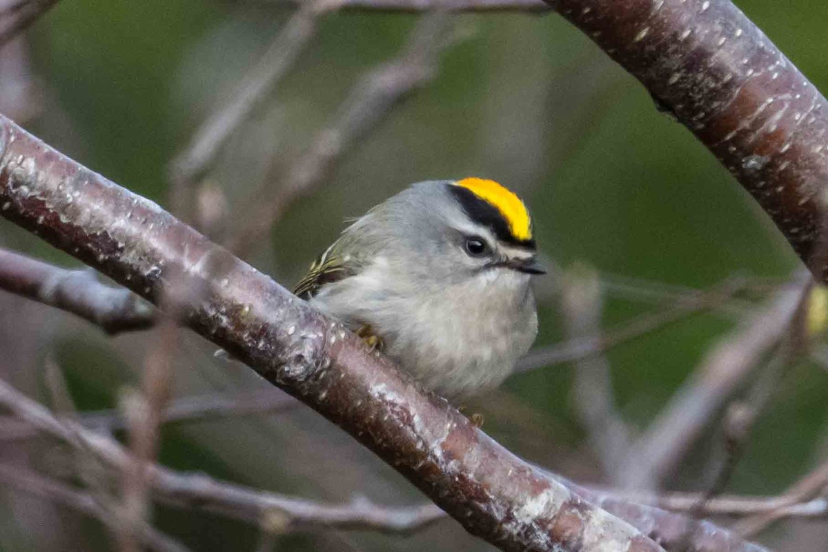 Golden-crowned Kinglet - ML635612208