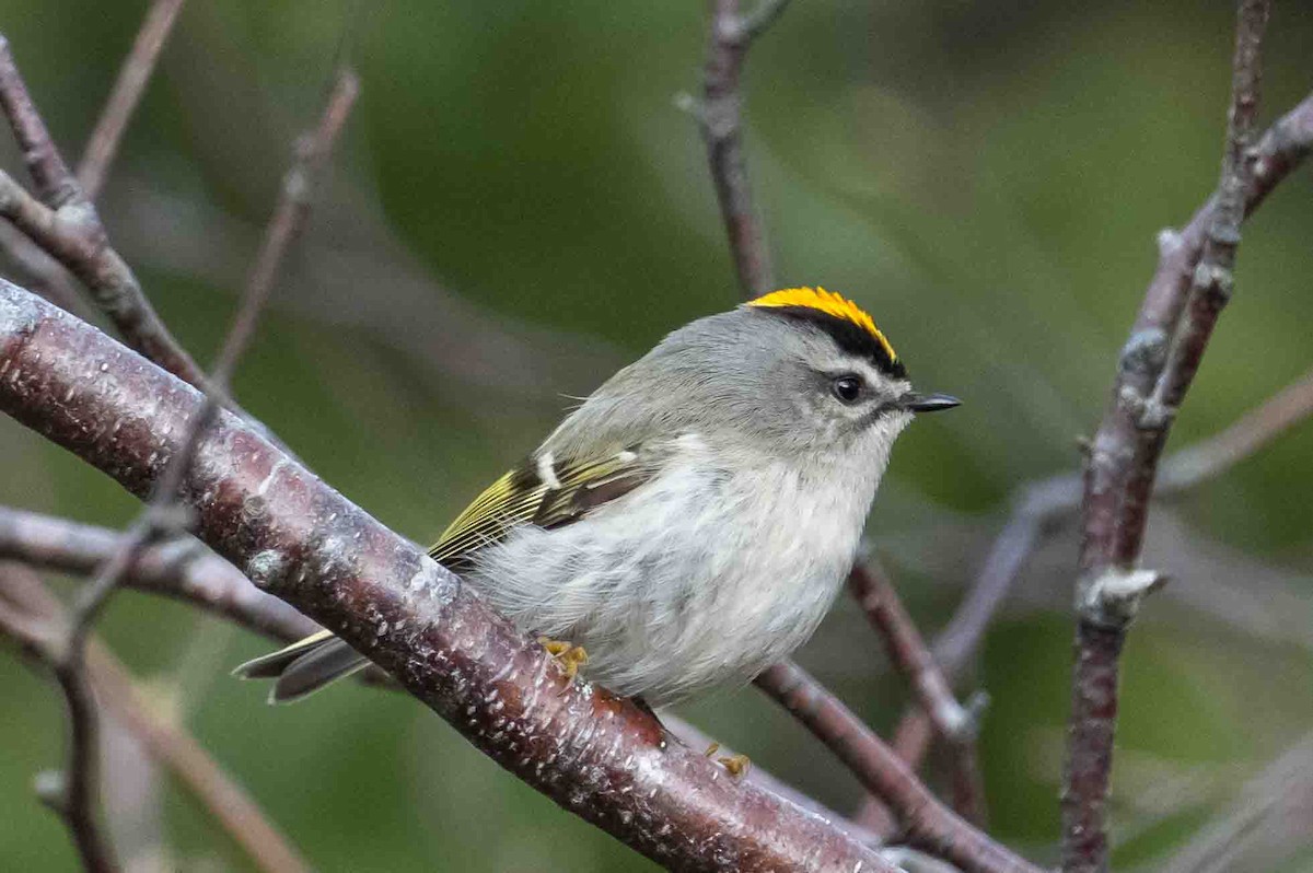 Golden-crowned Kinglet - ML635612209