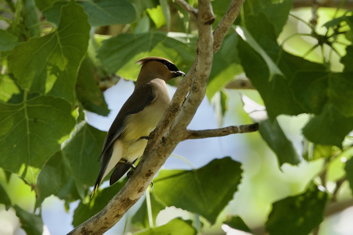 Cedar Waxwing - ML635612284