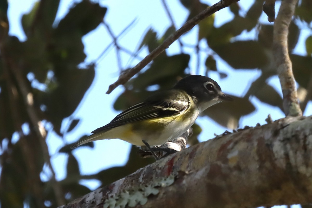 Blue-headed Vireo - ML635612295