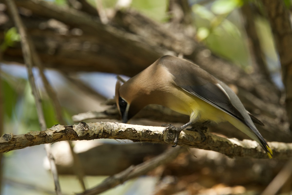 Cedar Waxwing - ML635612299