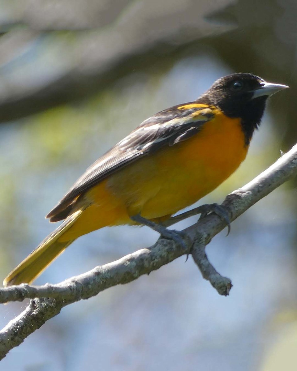 Oriole de Baltimore - ML635612351