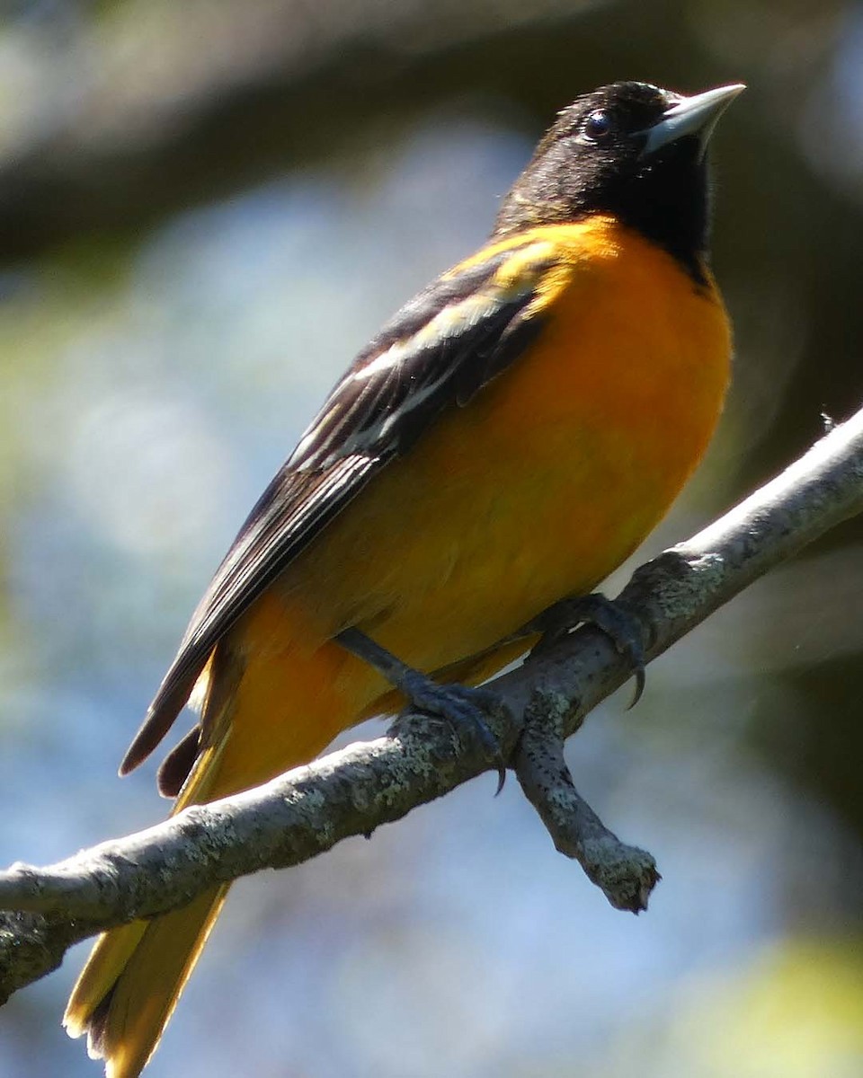 Oriole de Baltimore - ML635612352