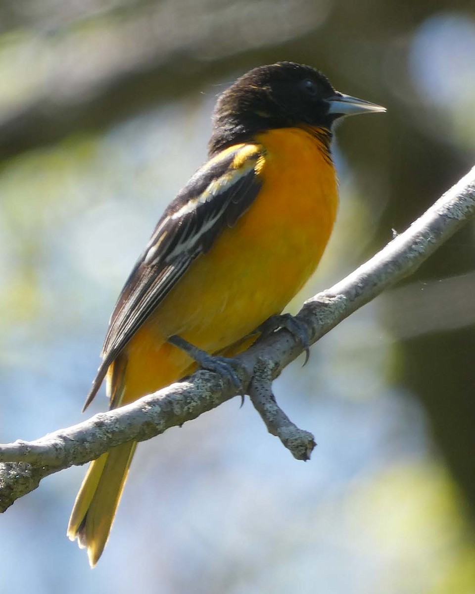 Oriole de Baltimore - ML635612353