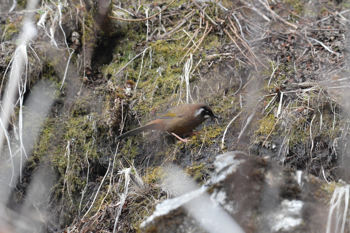 svartkinnlattertrost - ML635612398