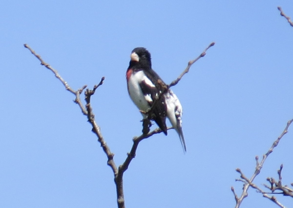 Rose-breasted Grosbeak - ML635612438