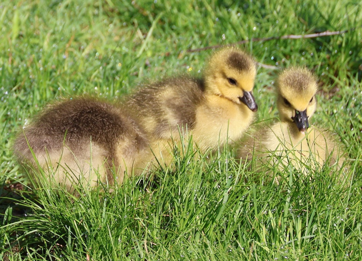 Canada Goose - ML635612440
