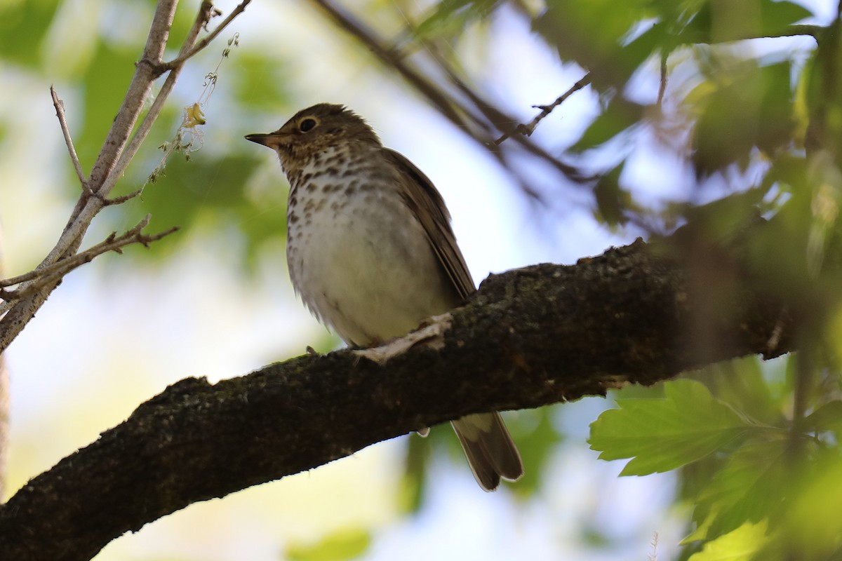 Swainson's Thrush - ML635612456