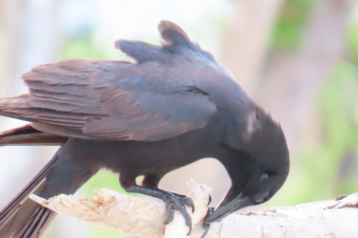 Fish Crow - ML635612489