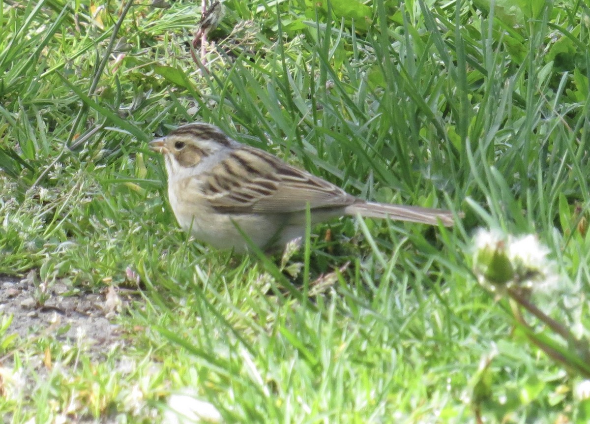 Clay-colored Sparrow - ML635612507