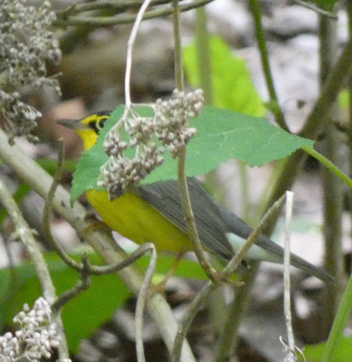 Canada Warbler - ML635612514