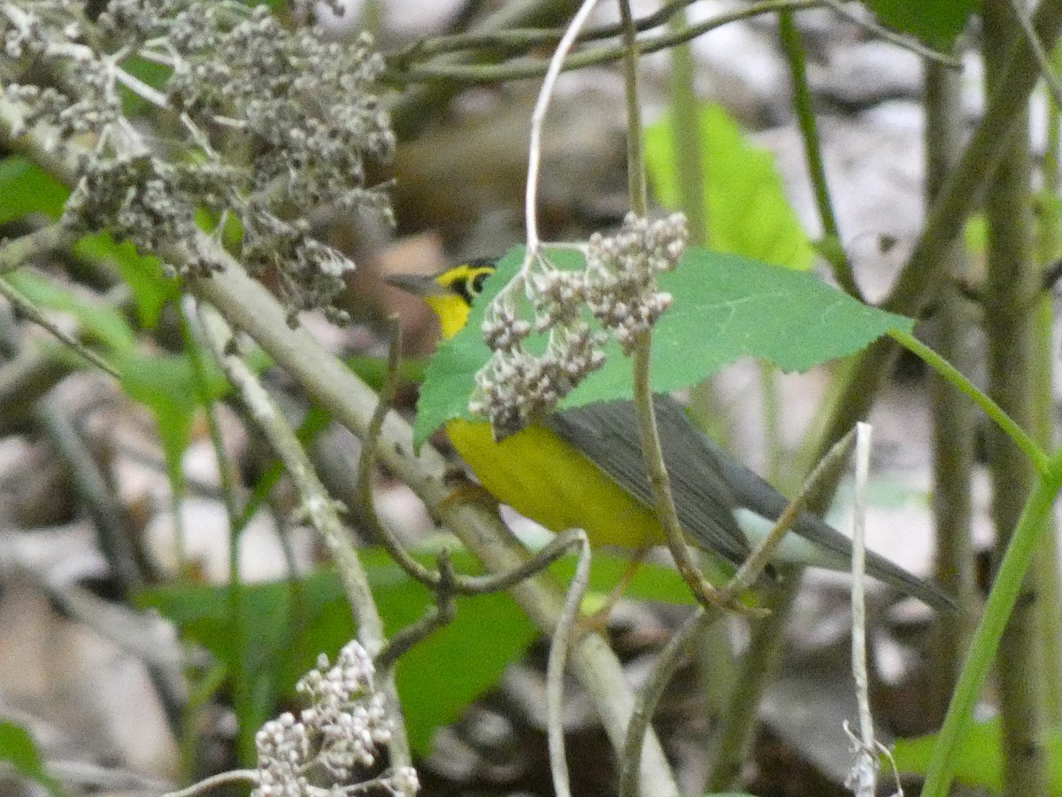 Canada Warbler - ML635612537