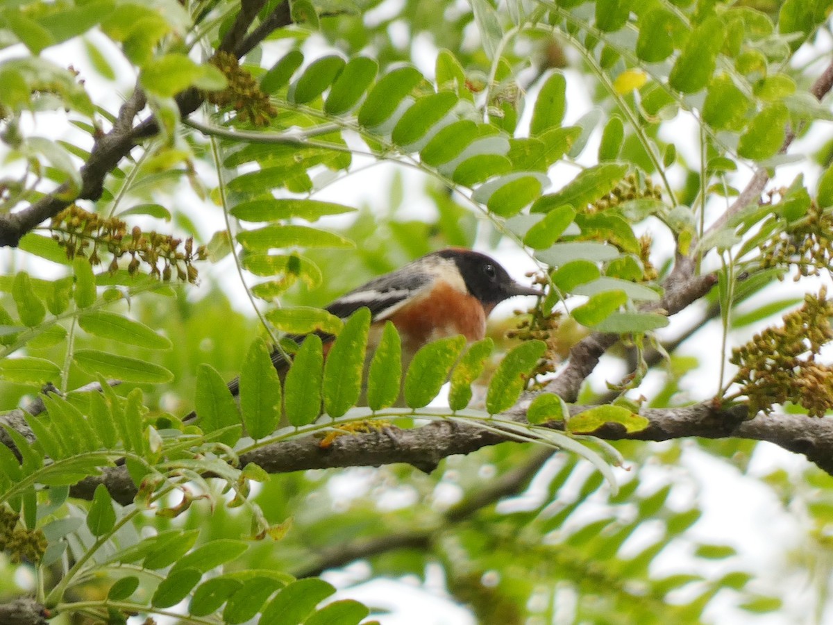Bay-breasted Warbler - ML635612559