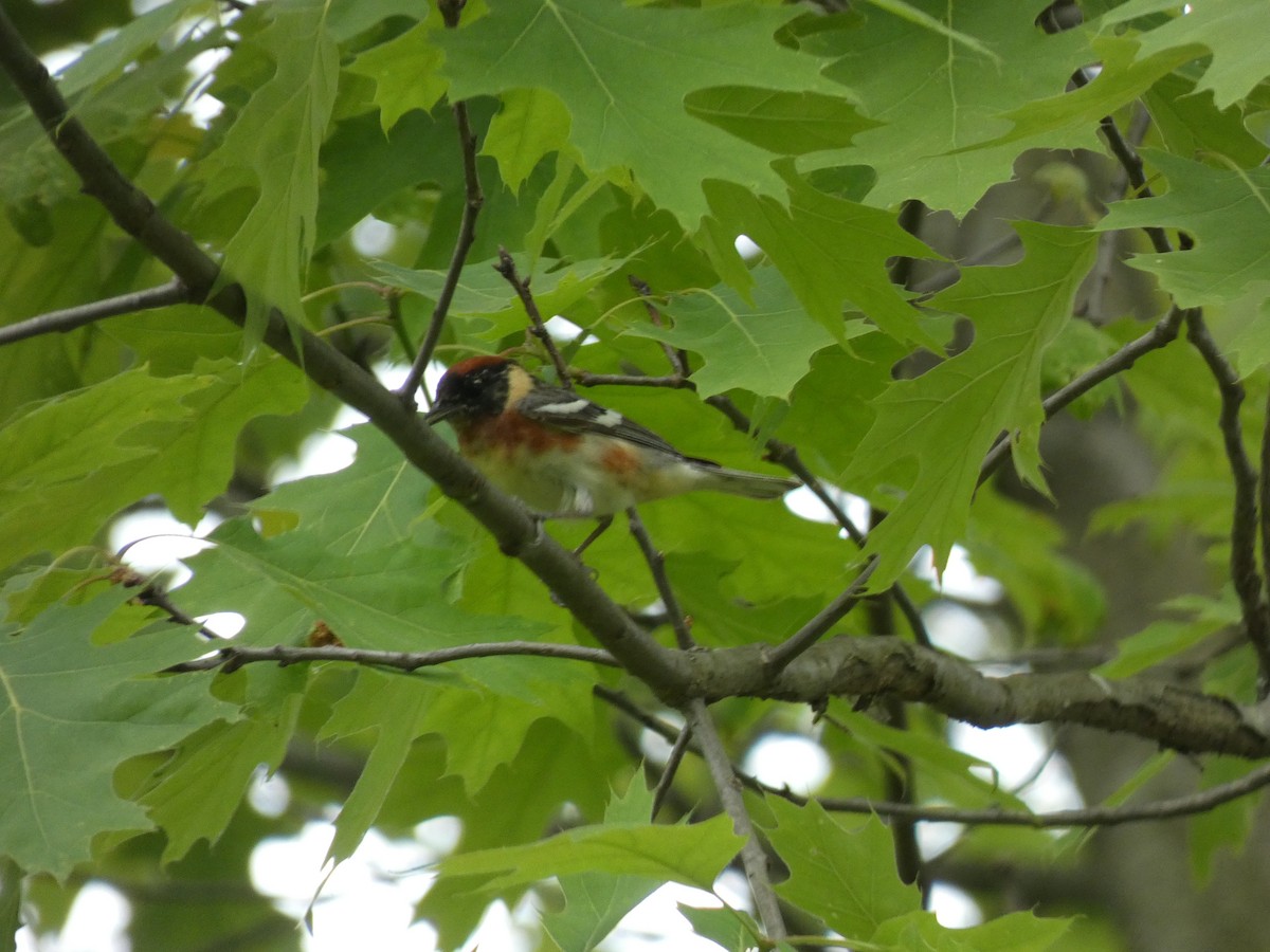 Bay-breasted Warbler - ML635612573