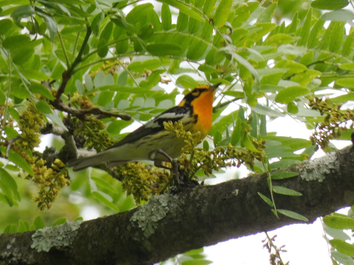 Blackburnian Warbler - ML635612581