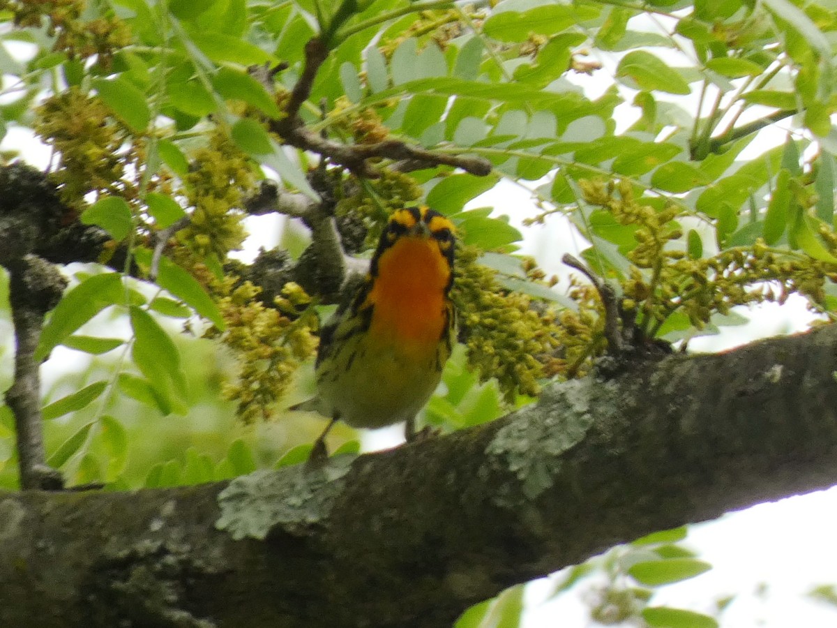 Blackburnian Warbler - ML635612585