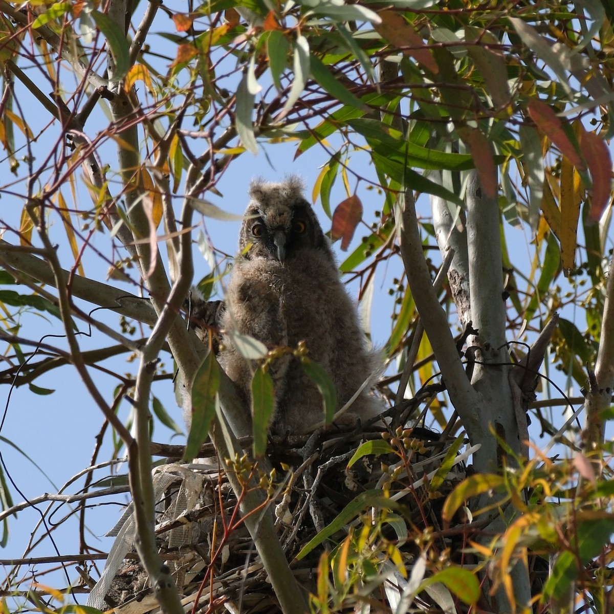 Long-eared Owl - ML635612596