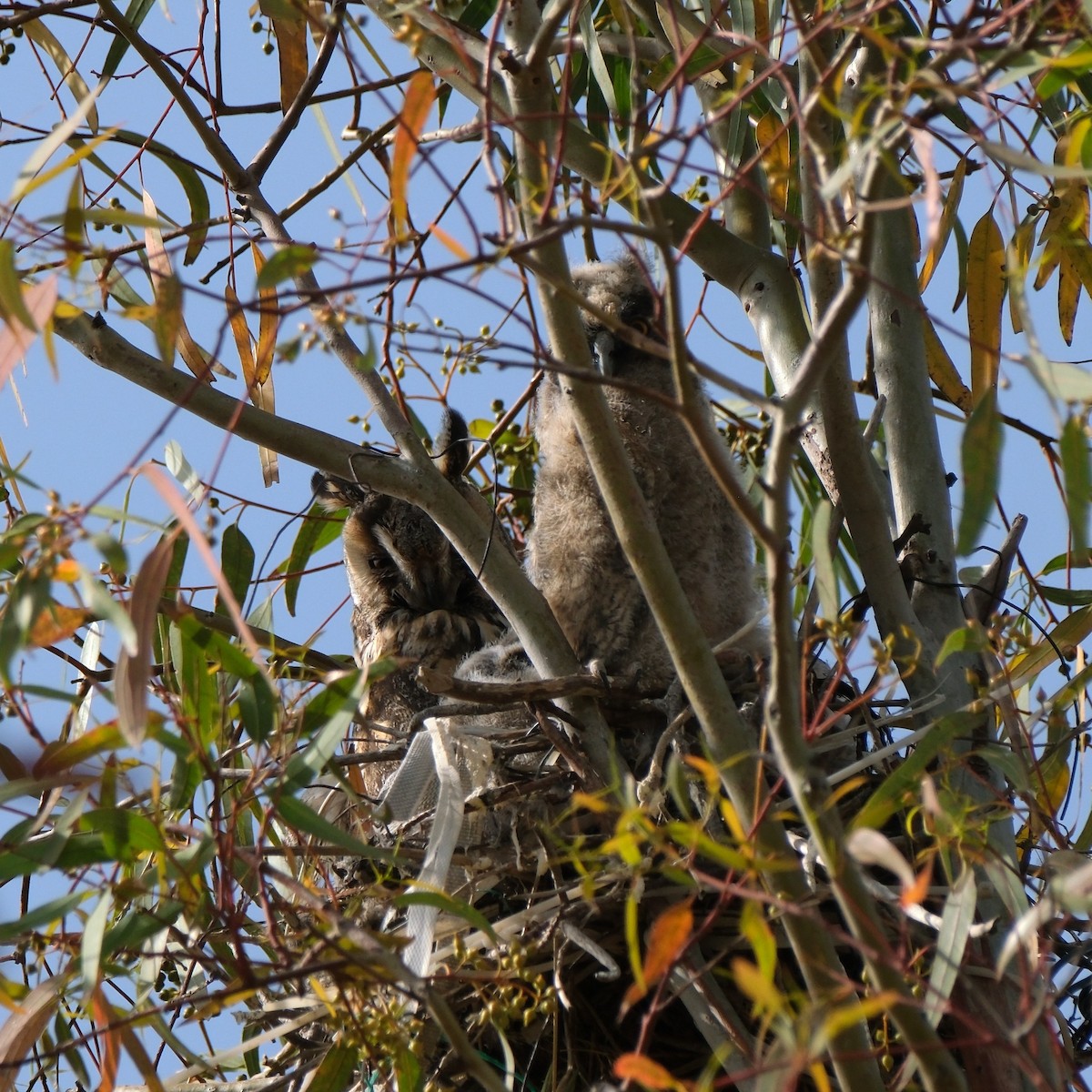 Long-eared Owl - ML635612597