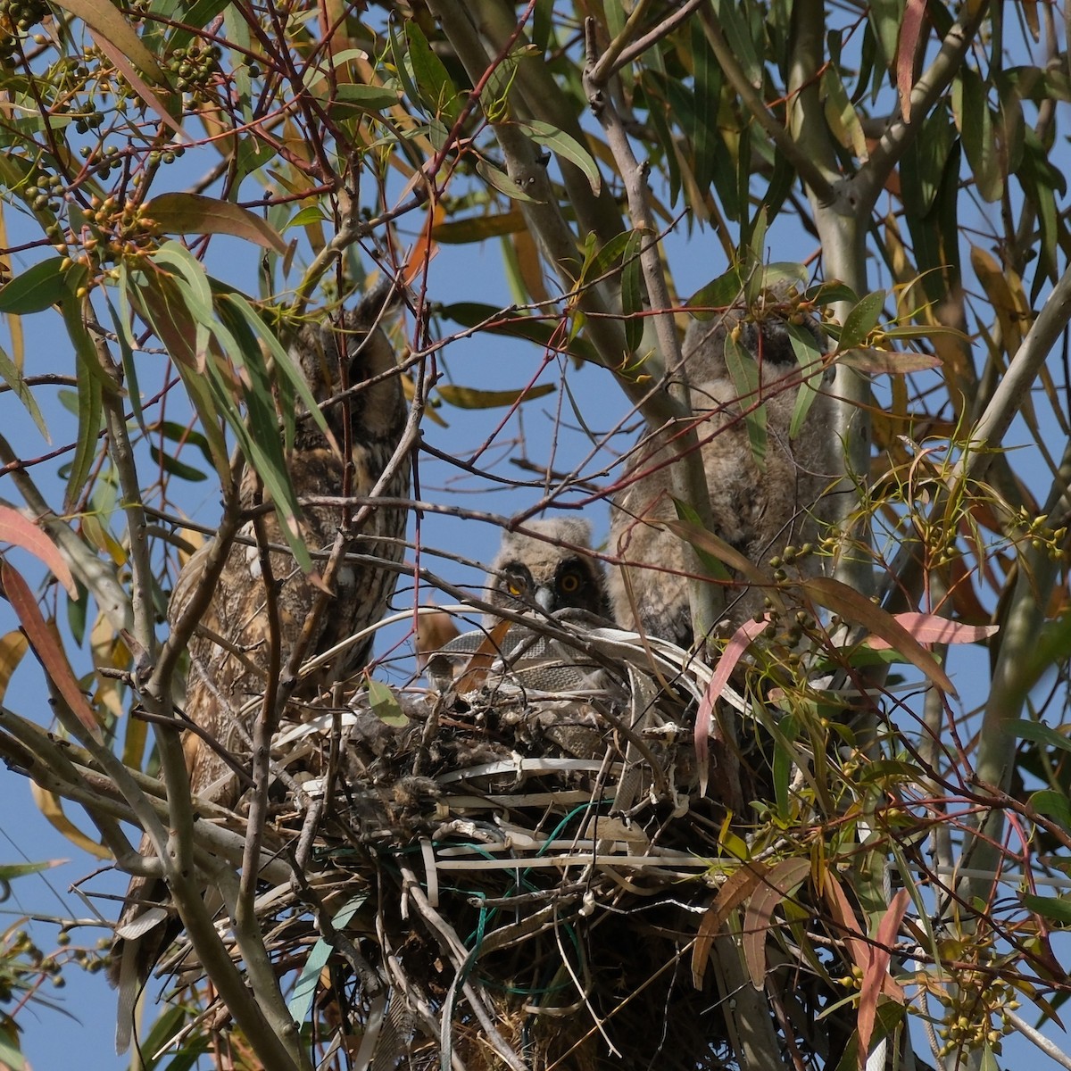 Long-eared Owl - ML635612598