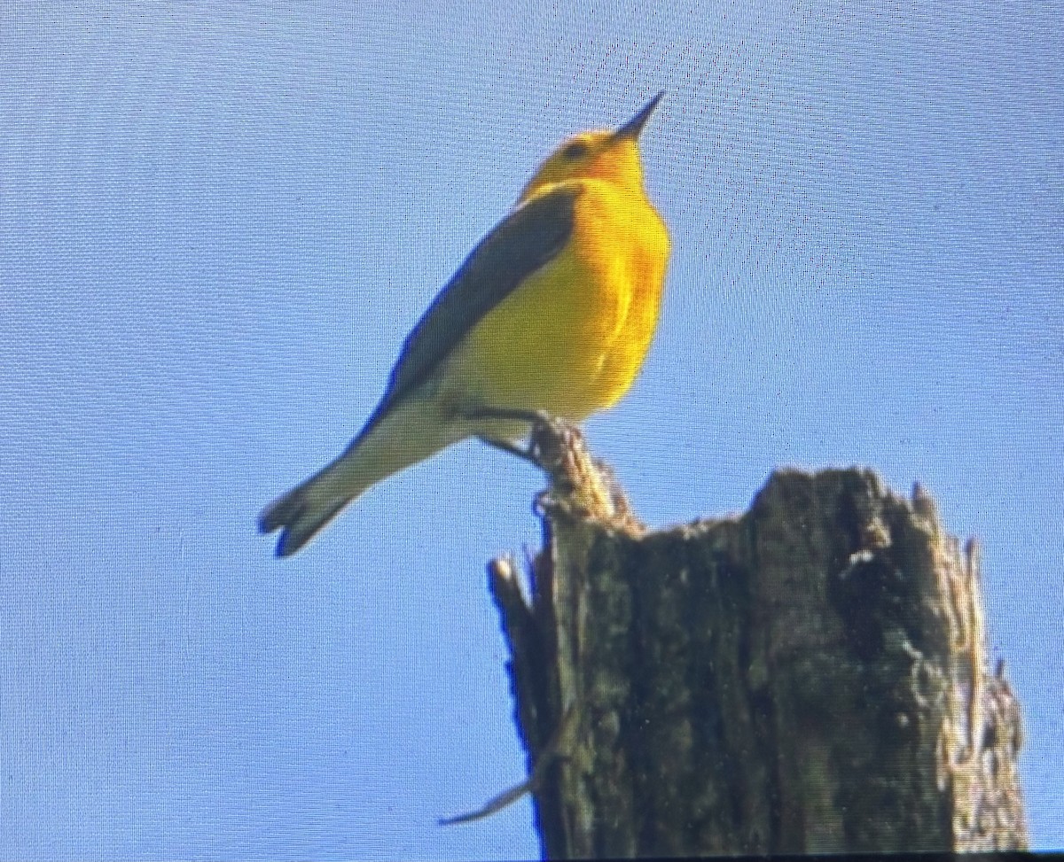 Prothonotary Warbler - ML635612682