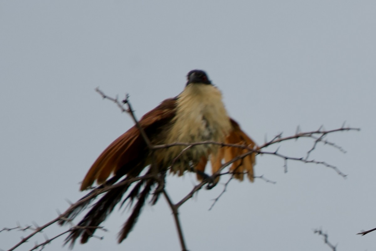 Burchell's Coucal - ML635612756