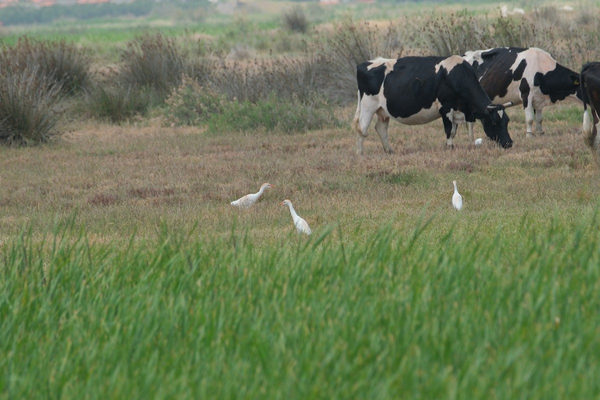 Western Cattle-Egret - ML635612782