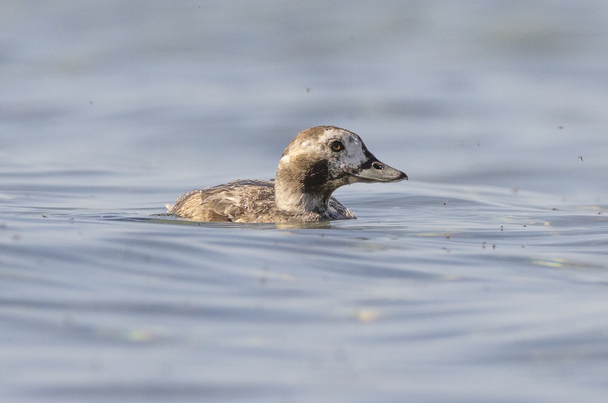 Long-tailed Duck - ML635612785