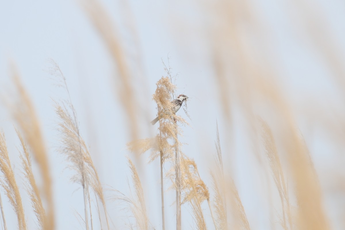 Spanish Sparrow - ML635612820