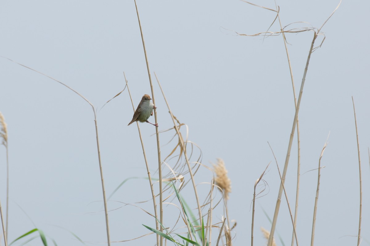 Cetti's Warbler - ML635612856