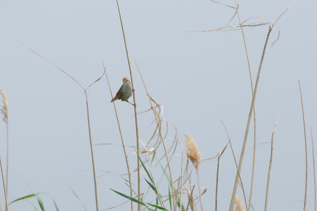 Cetti's Warbler - ML635612857