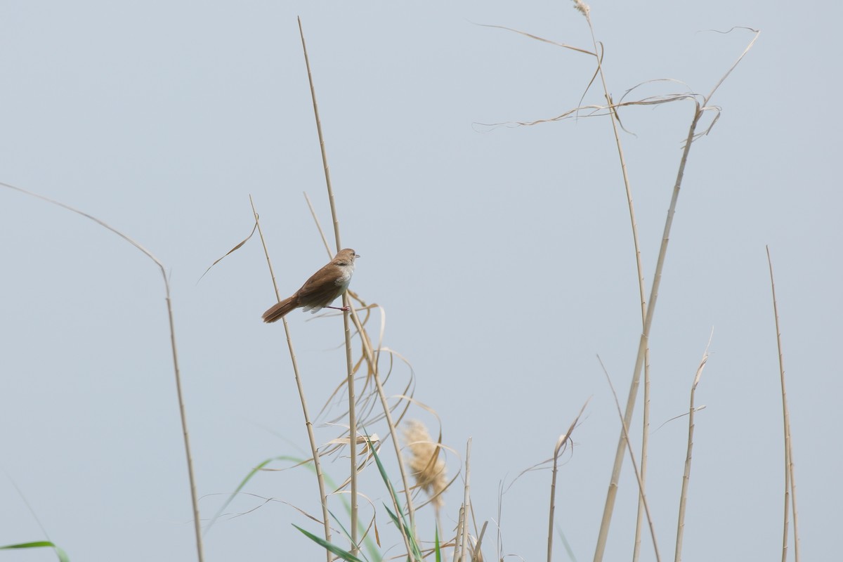 Cetti's Warbler - ML635612858