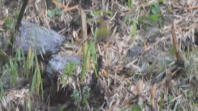 Chestnut-crowned Laughingthrush - ML635612895