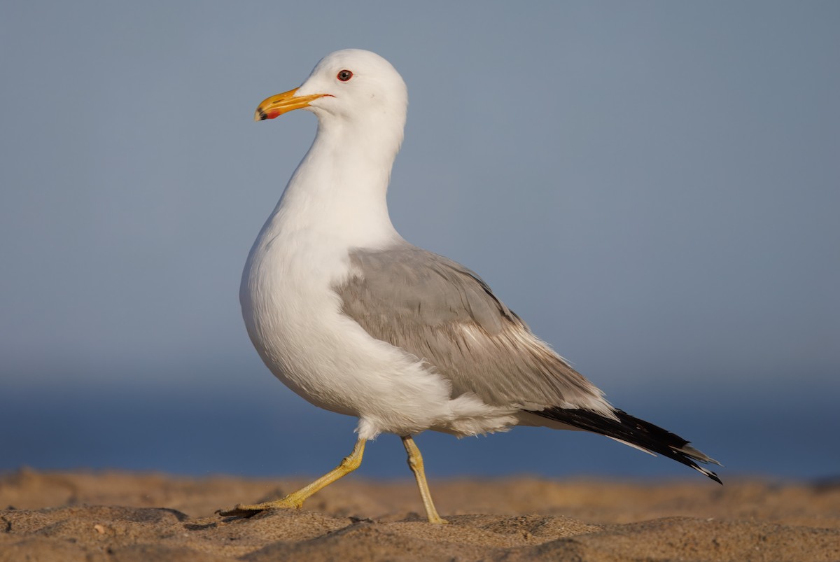 California Gull - John Callender