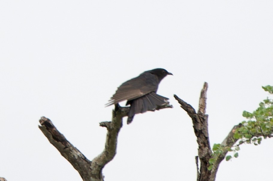 Black Cuckoo - ML635612987