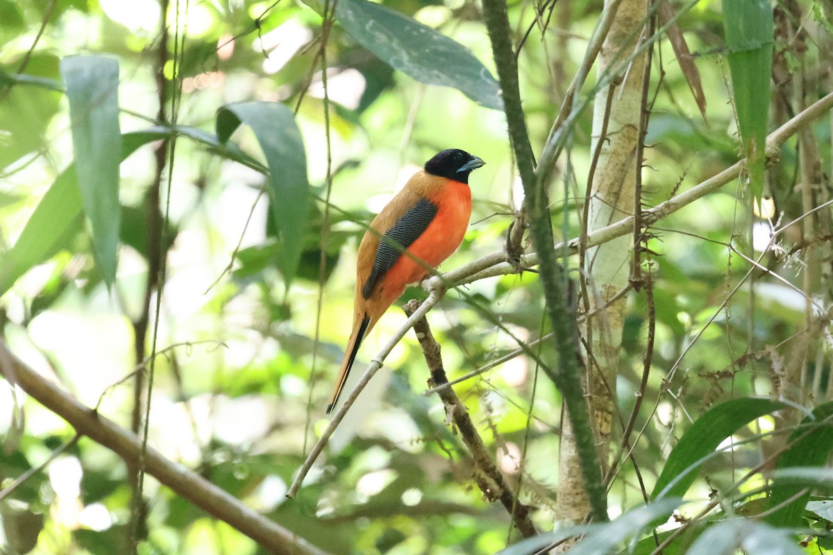 Cinnamon-rumped Trogon - ML635612993