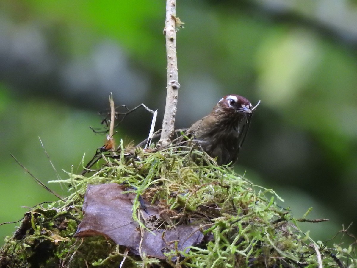 Spectacled Prickletail - ML635613040