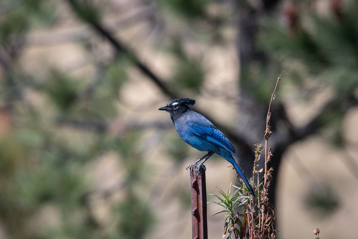 Steller's Jay - ML635613050
