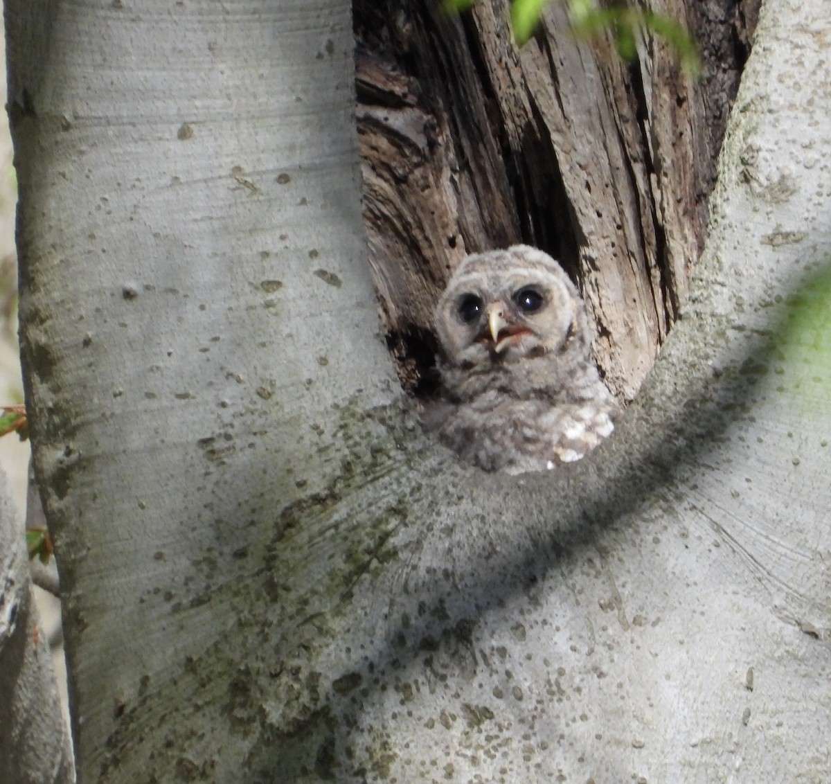 Barred Owl - ML635613051