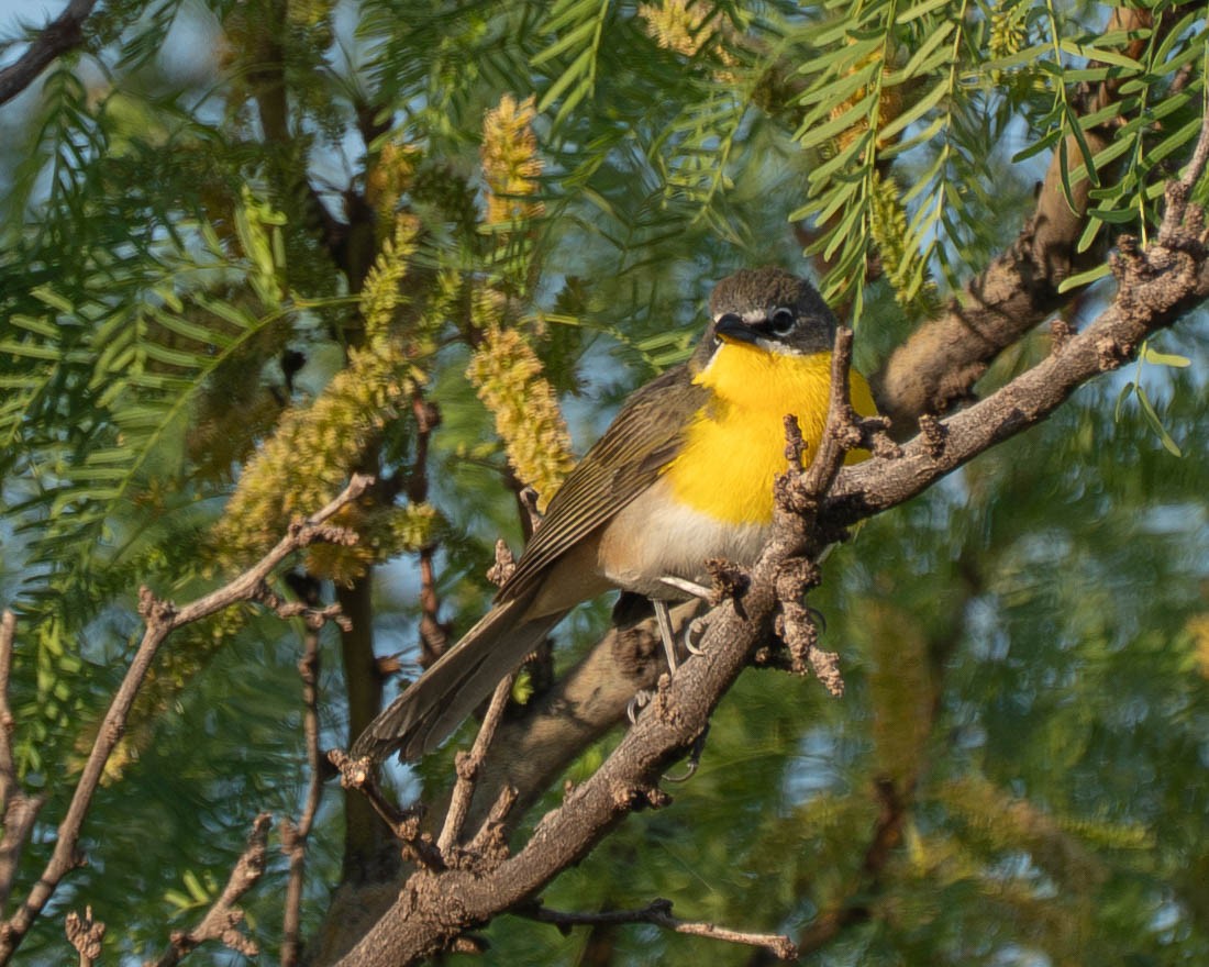 Yellow-breasted Chat - ML635613052