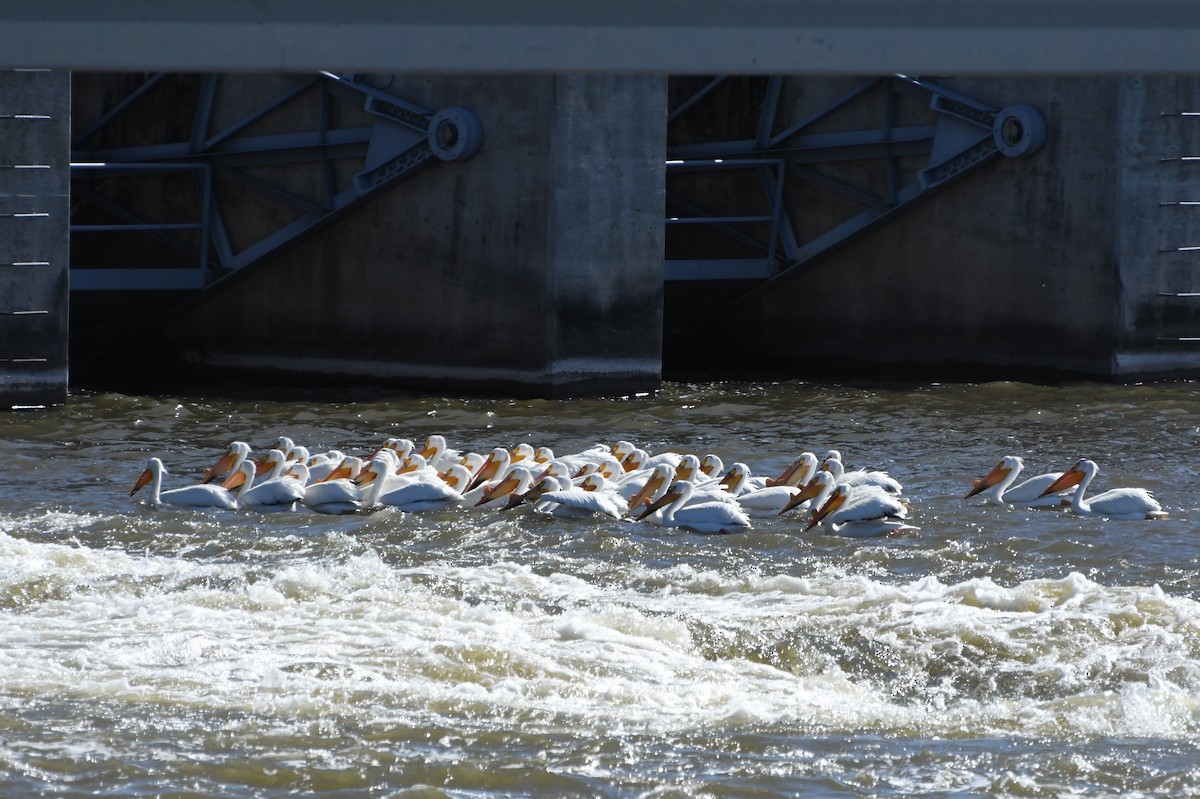 American White Pelican - ML635613055