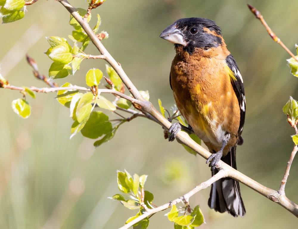 Black-headed Grosbeak - ML635613058